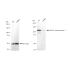KD-Validated Phospho-Smad2 (S250) Rabbit mAb (20 μl)