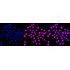 KD-Validated SMARCC1 Rabbit mAb (20 μl)