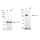 KD-Validated Sortilin 1 Rabbit mAb (20 μl)