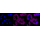 KD-Validated SPINK5 Rabbit mAb (20 μl)