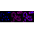 KD-Validated SPINK5 Rabbit mAb (20 μl)