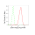 KD-Validated STAT1 Rabbit mAb (20 μl)