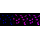 KD-Validated STAT1 Rabbit mAb (20 μl)
