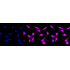 KD-Validated STAT1 Rabbit mAb (20 μl)