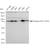 KD-Validated Phospho-STAT1 (S727) Rabbit mAb (20 μl)