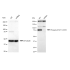 KD-Validated Phospho-STAT1 (S727) Rabbit mAb (20 μl)