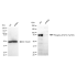 KD-Validated Phospho-STAT3 (Tyr705) Rabbit mAb (20 μl)
