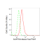 KD-Validated SUPT5H Rabbit mAb (20 μl)