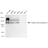 KD-Validated TRIM24 Rabbit mAb (20 μl)