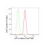 KD-Validated UFC1 Rabbit mAb (20 μl)