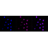 KD-Validated UFC1 Rabbit mAb (20 μl)