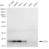 KD-Validated UFC1 Rabbit mAb (20 μl)