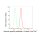 KD-Validated USP13 Rabbit mAb (20 μl)