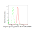 KD-Validated USP13 Rabbit mAb (20 μl)