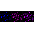 KD-Validated USP13 Rabbit mAb (20 μl)