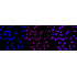 KD-Validated VPS35 Rabbit mAb (20 μl)
