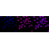 KD-Validated CD147 Rabbit mAb (20 μl)