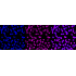 KD-Validated ZHX2 Rabbit mAb (20 μl)