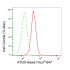 KD-Validated ATG5 Rabbit mAb (20 μl)