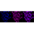 KD-Validated ATG5 Rabbit mAb (20 μl)