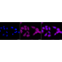 KD-Validated Atg4C Rabbit mAb (20 μl)