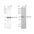 KD-Validated Atg4C Rabbit mAb (20 μl)