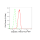 KD-Validated CASP2 Rabbit mAb (20 μl)