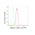 KD-Validated CASP2 Rabbit mAb (20 μl)