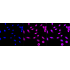KD-Validated CASP2 Rabbit mAb (20 μl)