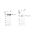 KD-Validated CASP2 Rabbit mAb (20 μl)