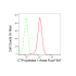 KD-Validated CTPS1 Rabbit mAb (20 μl)