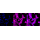 KD-Validated CTPS1 Rabbit mAb (20 μl)