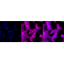 KD-Validated CTPS1 Rabbit mAb (20 μl)