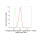 KD-Validated Phospho-GSK3A (Y216 + Y279) Rabbit mAb (20 μl)