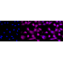 KD-Validated Phospho-GSK3A (Y216 + Y279) Rabbit mAb (20 μl)
