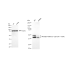 KD-Validated Phospho-GSK3A (Y216 + Y279) Rabbit mAb (20 μl)
