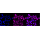 KD-Validated CASP9 Rabbit mAb (20 μl)