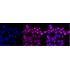KD-Validated CASP9 Rabbit mAb (20 μl)