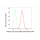 KD-Validated Histone H3 (acetyl K56) Rabbit mAb (20 μl)