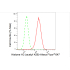 KD-Validated Histone H3 (acetyl K56) Rabbit mAb (20 μl)