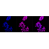 KD-Validated Histone H3 (acetyl K56) Rabbit mAb (20 μl)