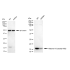 KD-Validated Histone H3 (acetyl K56) Rabbit mAb (20 μl)