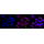 KD-Validated CST3 Rabbit mAb (20 μl)