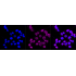 KD-Validated CST3 Rabbit mAb (20 μl)