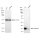 KD-Validated CST3 Rabbit mAb (20 μl)