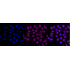 KD-Validated Nicastrin Rabbit mAb (20 μl)