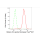 KD-Validated Histone H3 (acetyl K9) Rabbit mAb (20 μl)