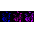 KD-Validated Histone H3 (acetyl K9) Rabbit mAb (20 μl)