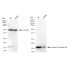 KD-Validated Histone H3 (acetyl K9) Rabbit mAb (20 μl)