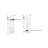 KD-Validated Histone H3 (acetyl K18) Rabbit mAb (20 μl)